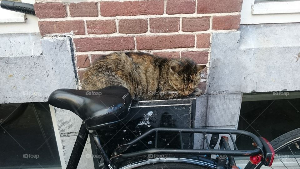 CAT SLEEPING ON THE STREET NEXT TO A BICYCLE.