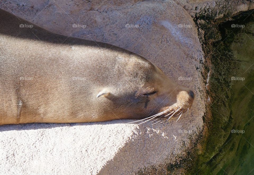 Snoozing sunning seal