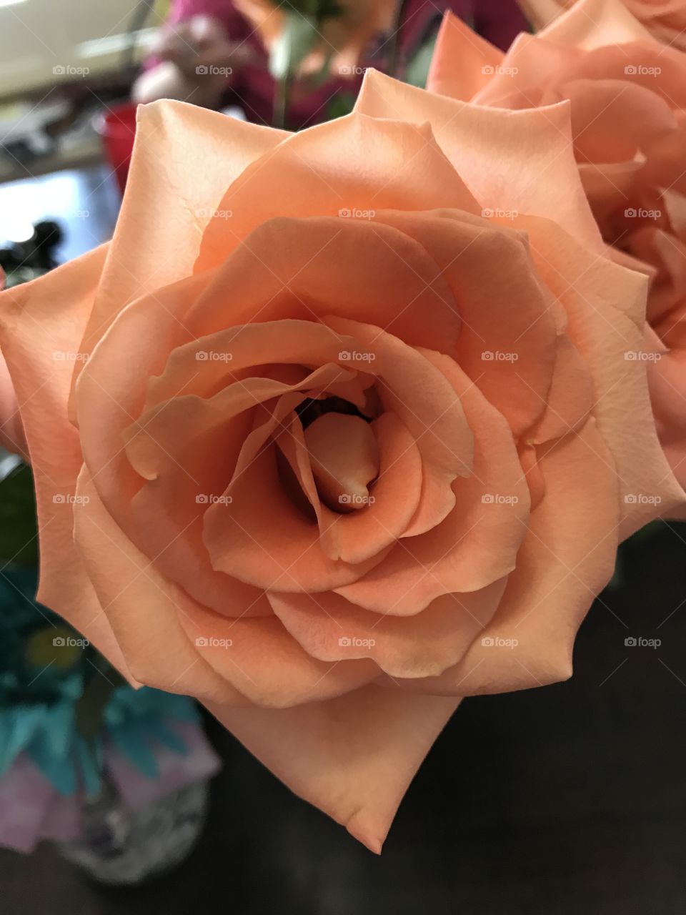 Apricot Rose