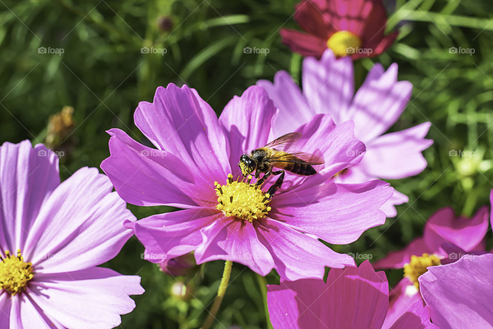 Bee on Colorful Cosmos sulphureus Cav flowers in garden.