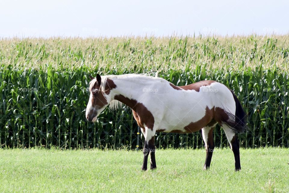 Full side view of an American Paint Horse in a sunny pasture in mid-summer, a lush cornfield in the background 