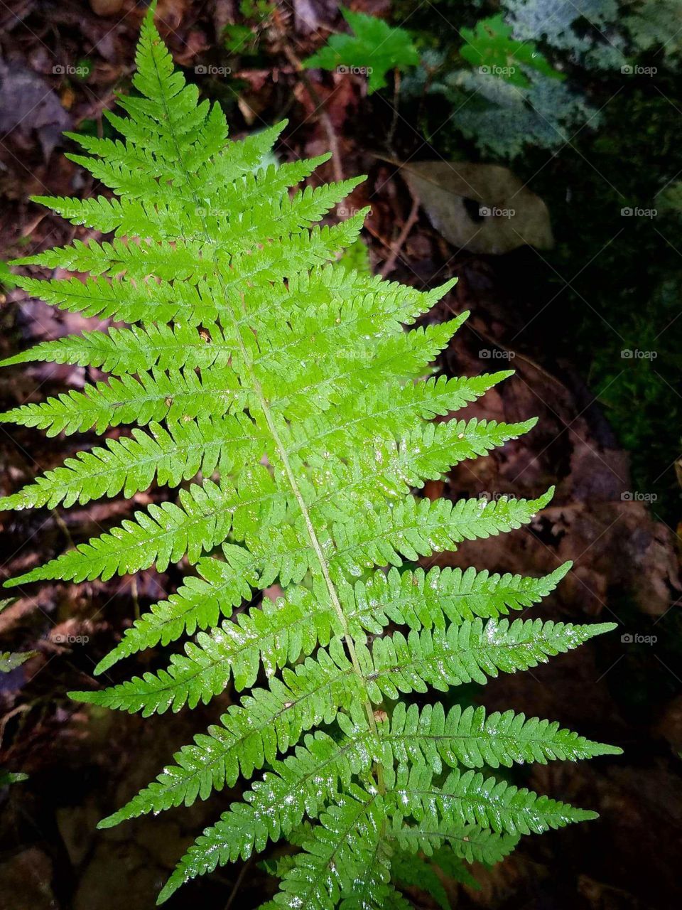 Fern