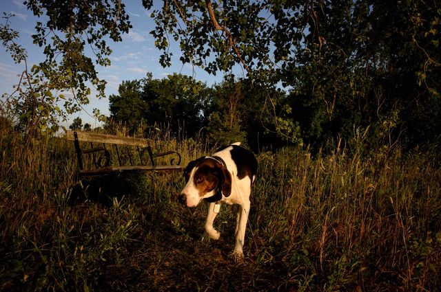 On the hunt..