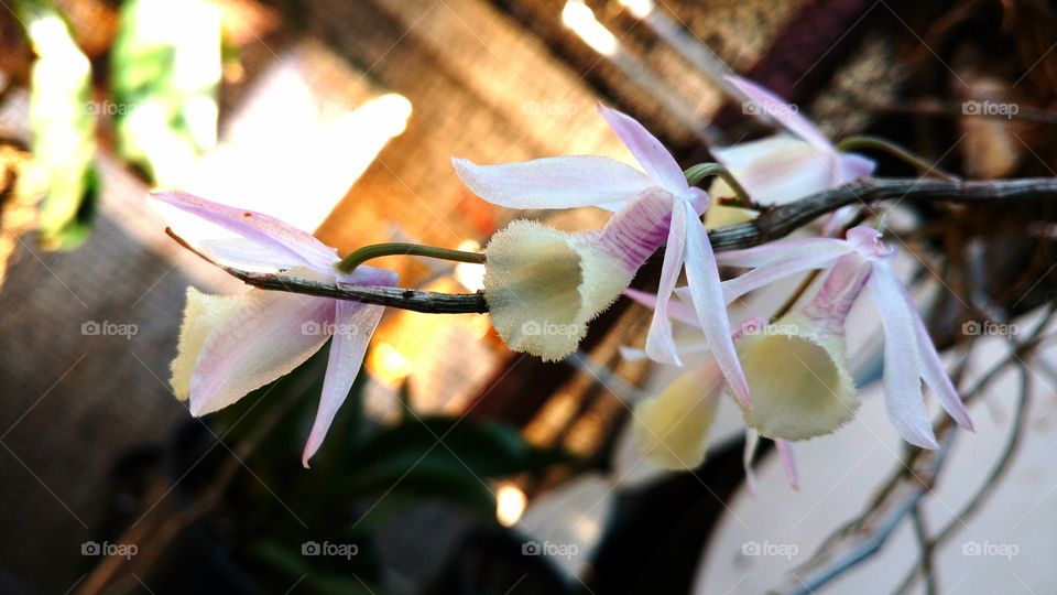 Florezinhas de orquídea.