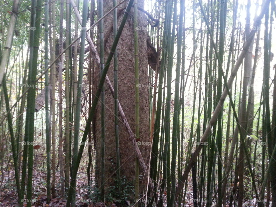 Bamboo Forests