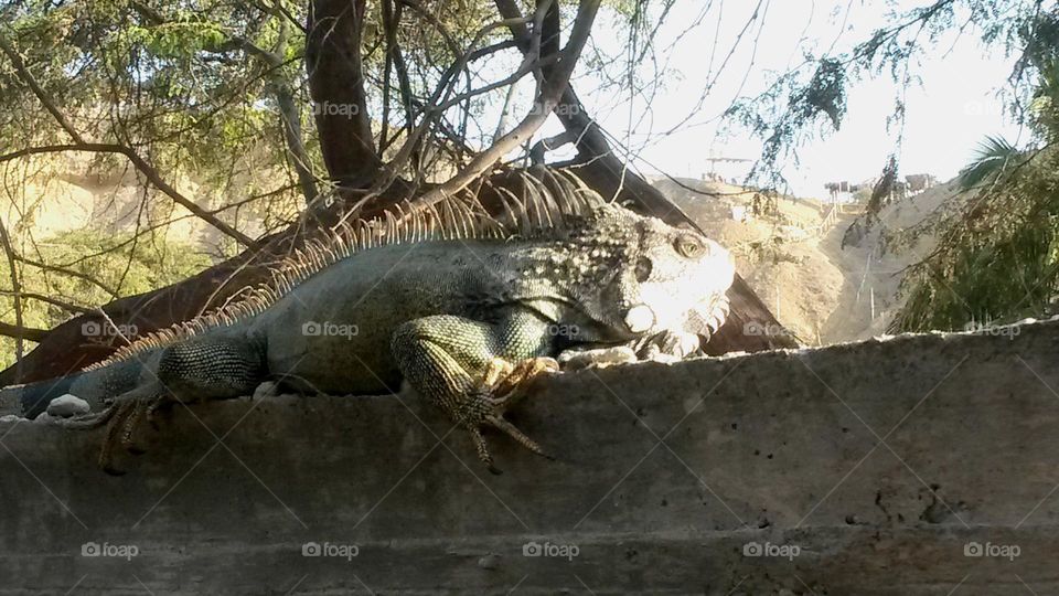 Iguana in the sun