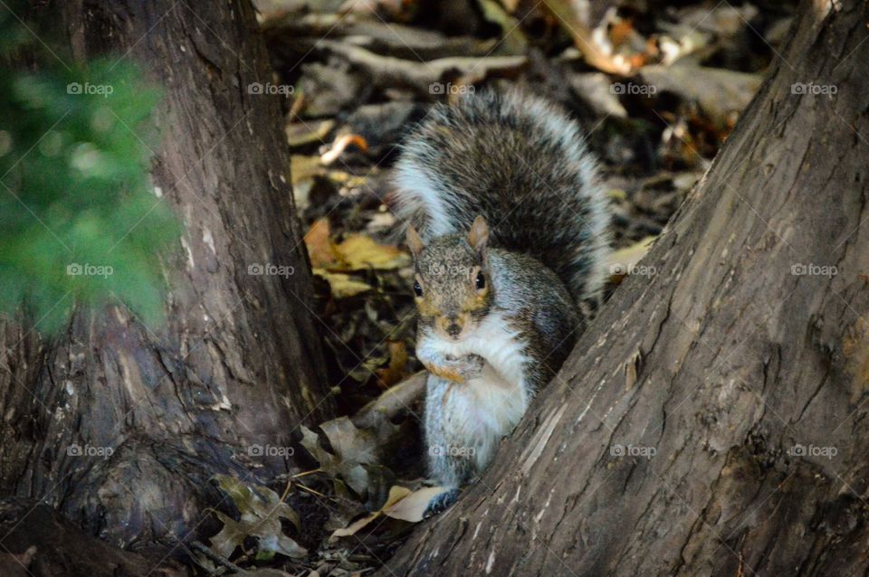 Another pictureof a squirrel