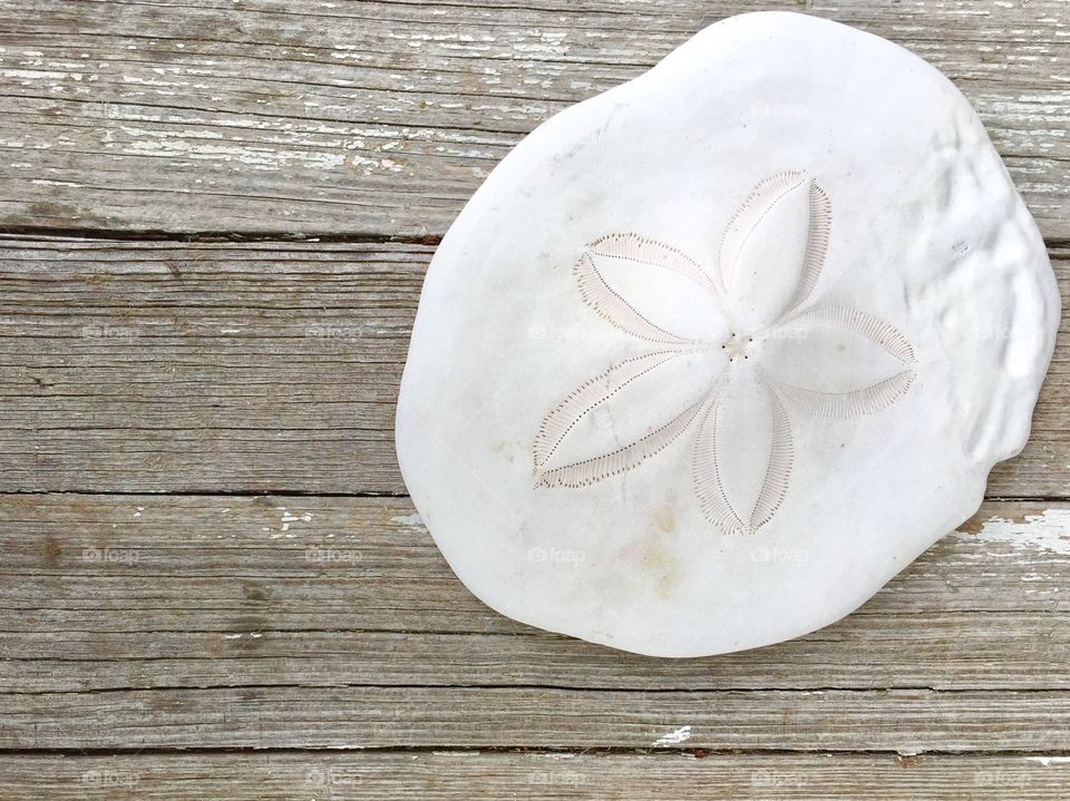 Sand dollar on wooden table