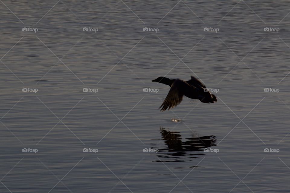 Flying goose in lake