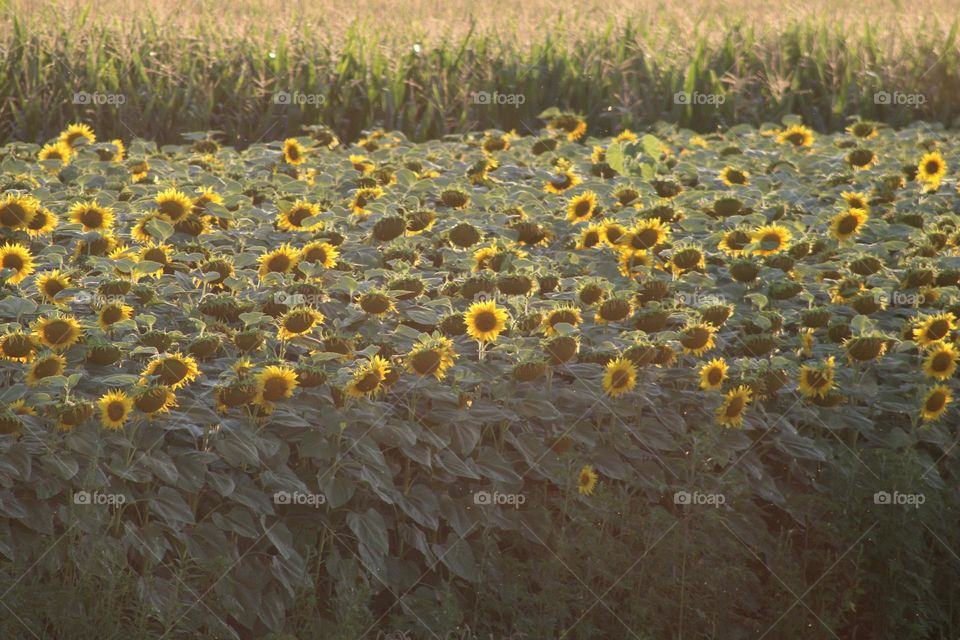 sunflowers