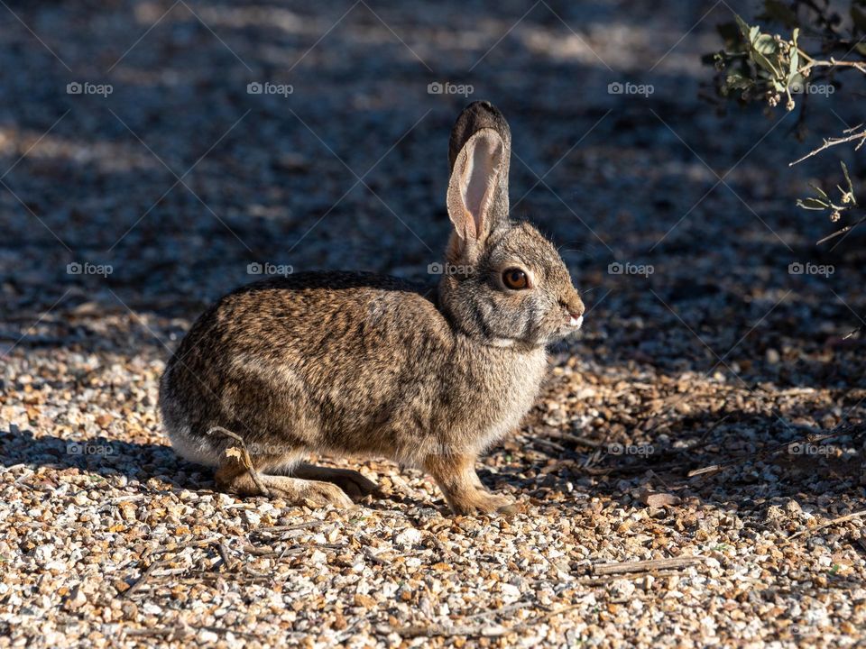 A desert cottontail is on high alert for nearby predators as it comes out from under a bush and is therefore exposed