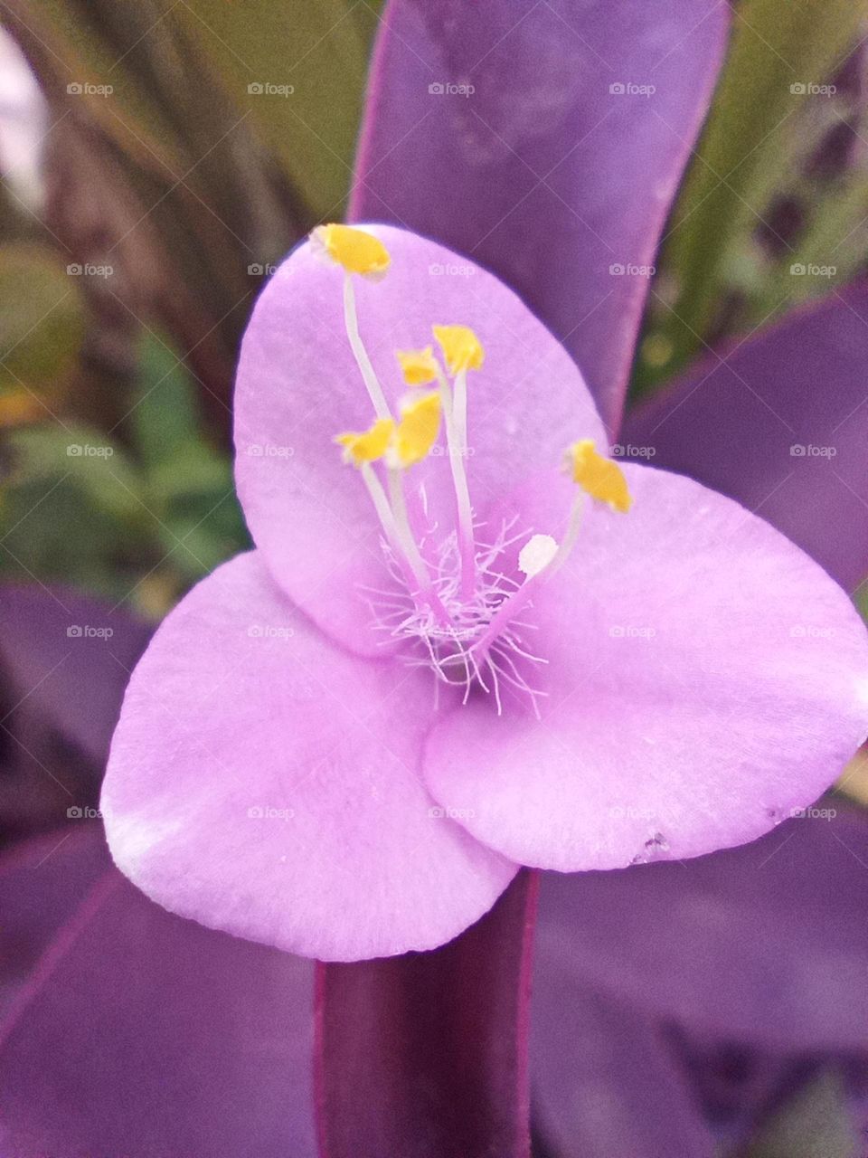 El lila. Para la psicología, el color se relaciona estrechamente con las emociones. ... Así mismo, al encontrarse en una de las tonalidades más bajas del violeta, el color lila se ha asociado con la tranquilidad, la dulzura.