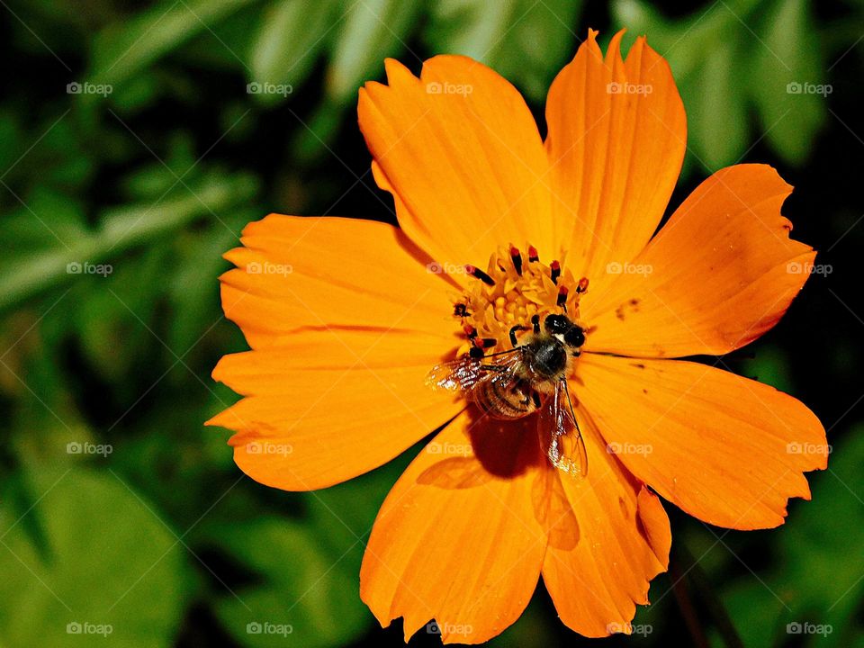 nature  -  bee