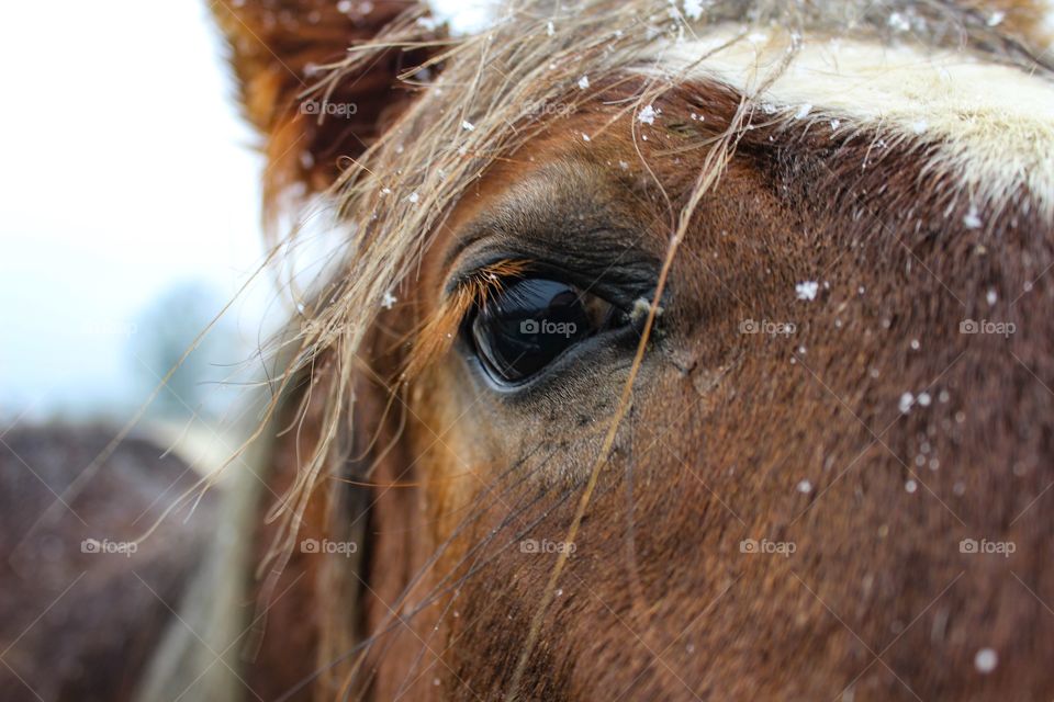 Macro shot of horse