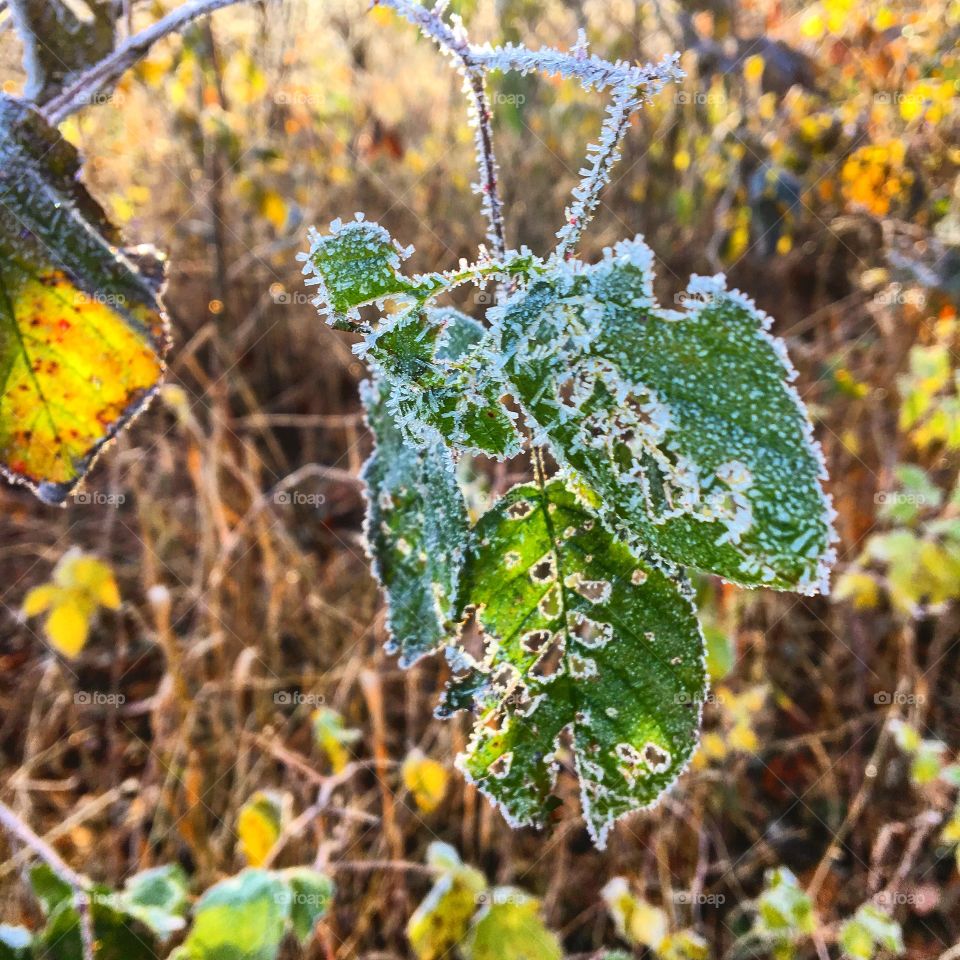 Frost lining a leaf