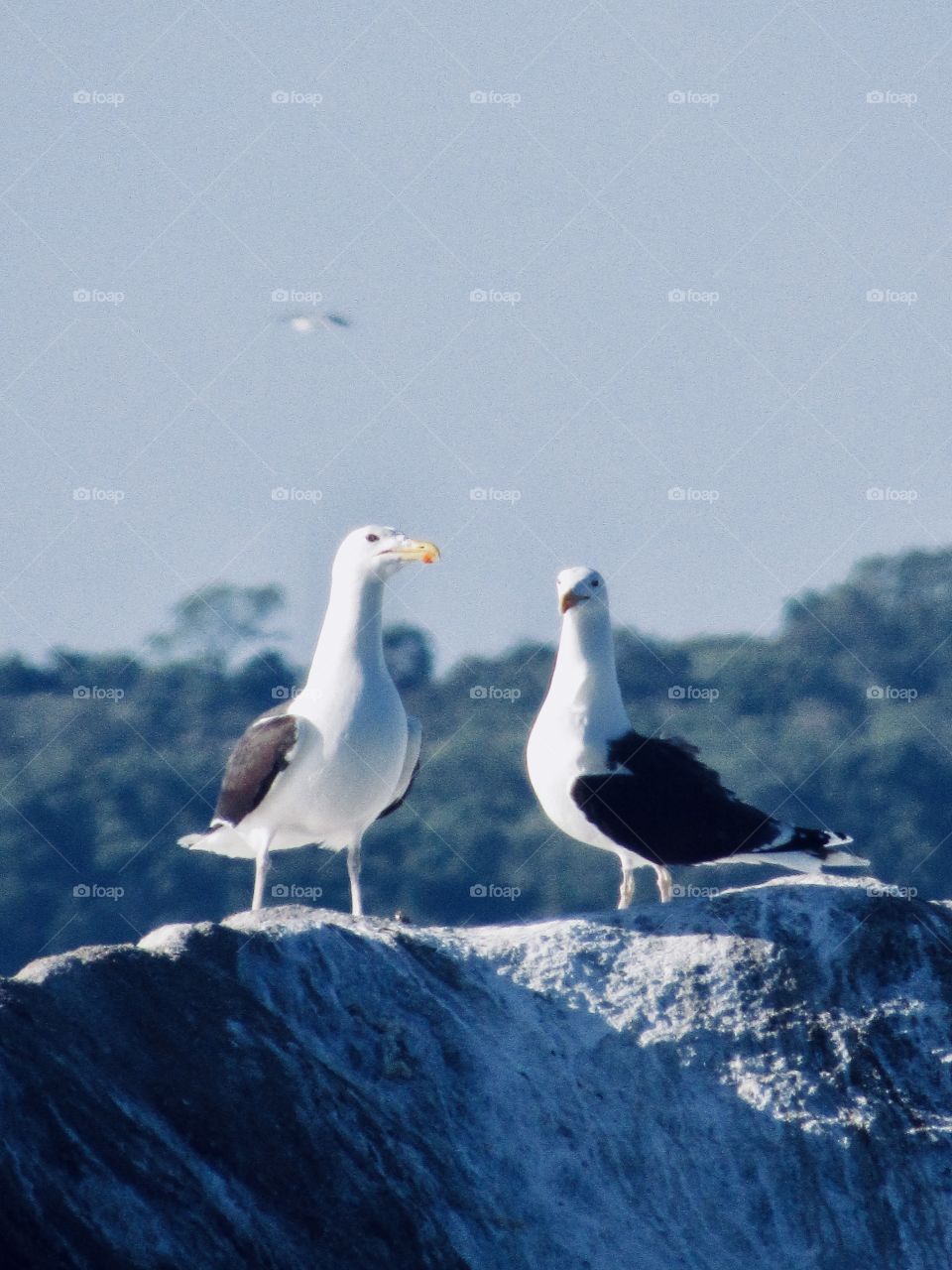 Montauk New York, Seagulls, rock, beach, sea, seabirds, 