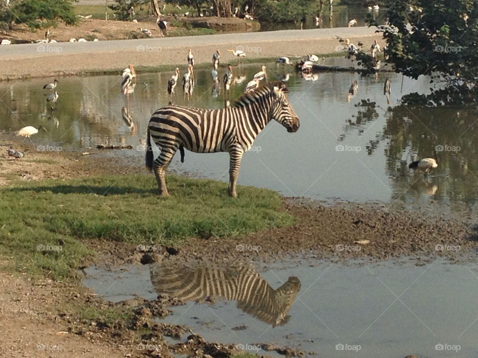 Happy zebra in zoo