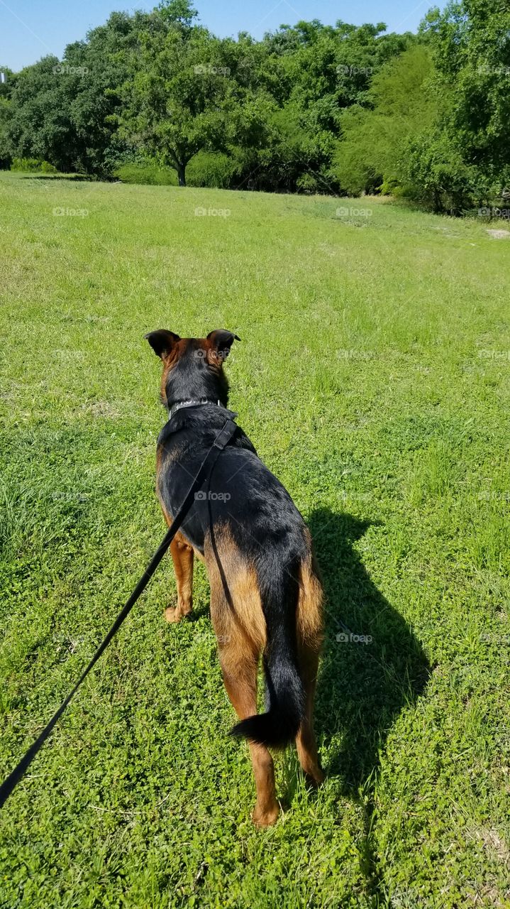 dog looking into the distance