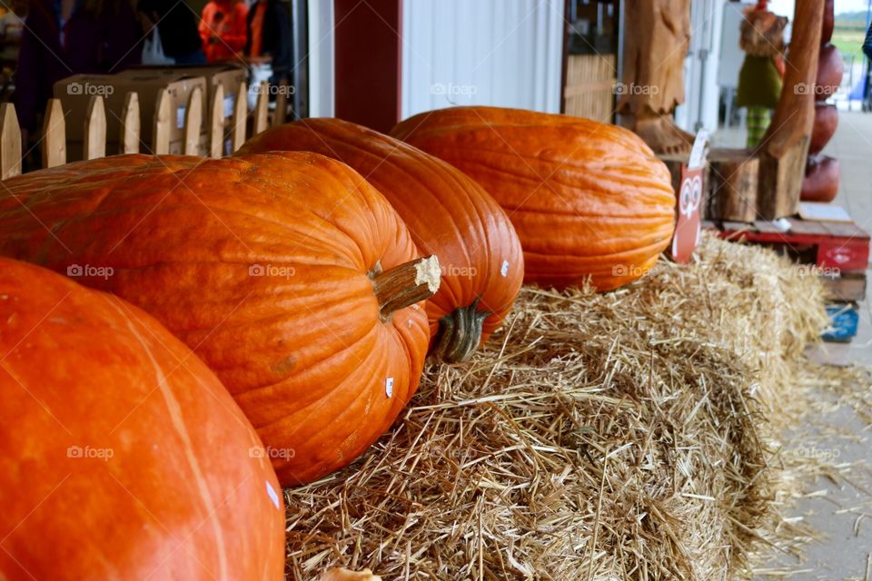 Pumpkin Stand