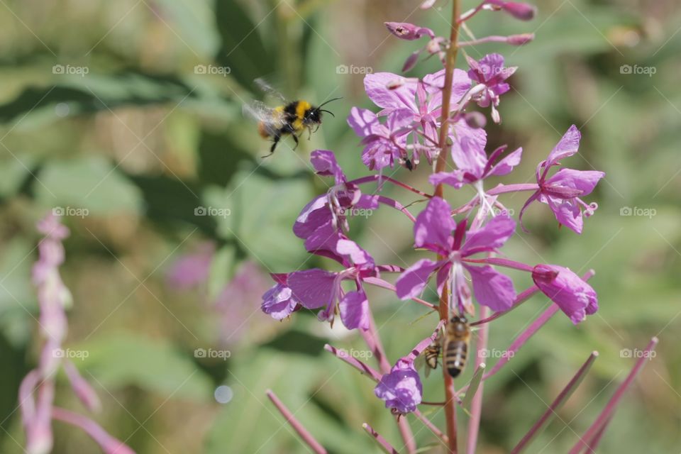 Bees flying near the pink flowers