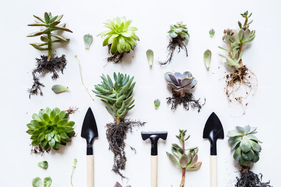 Flat lay of green succulent plants on white background 