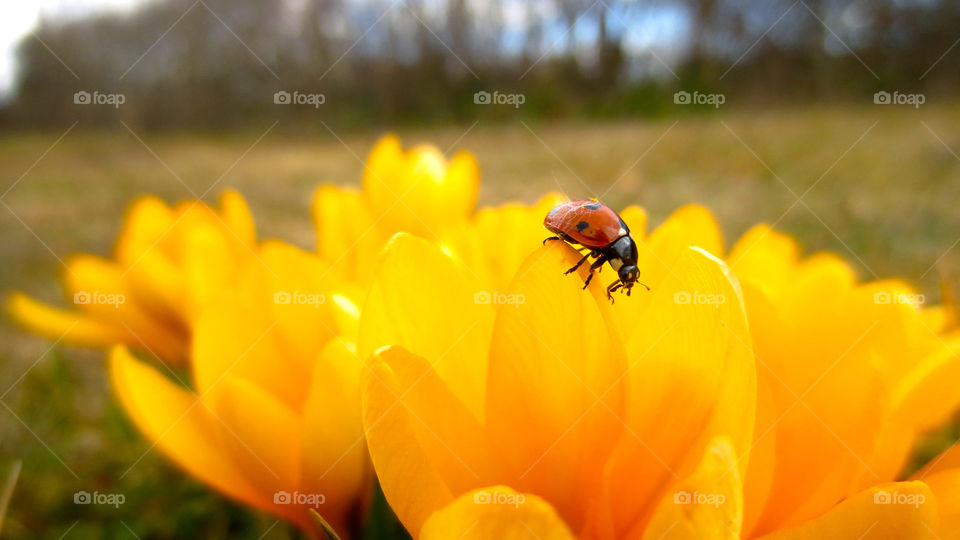 Lady bug on yellow flower