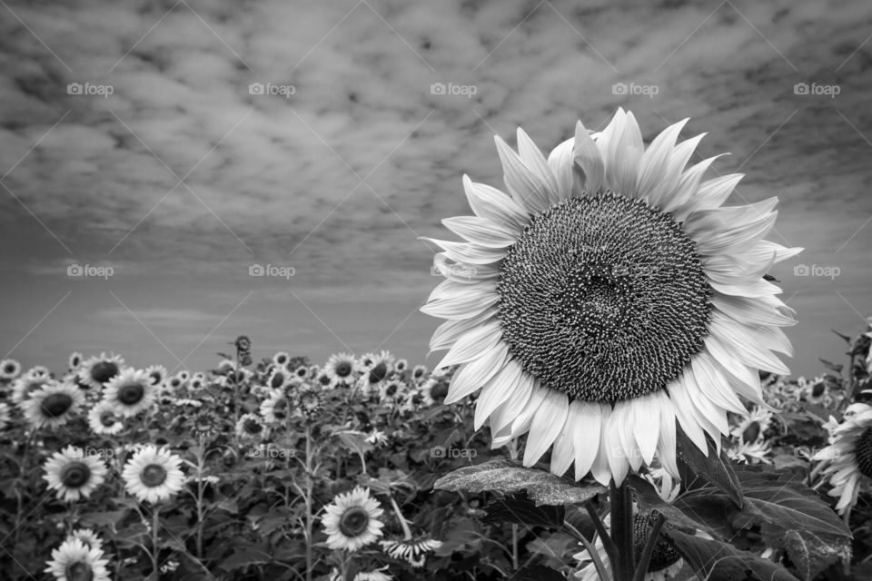 Grey sunflower