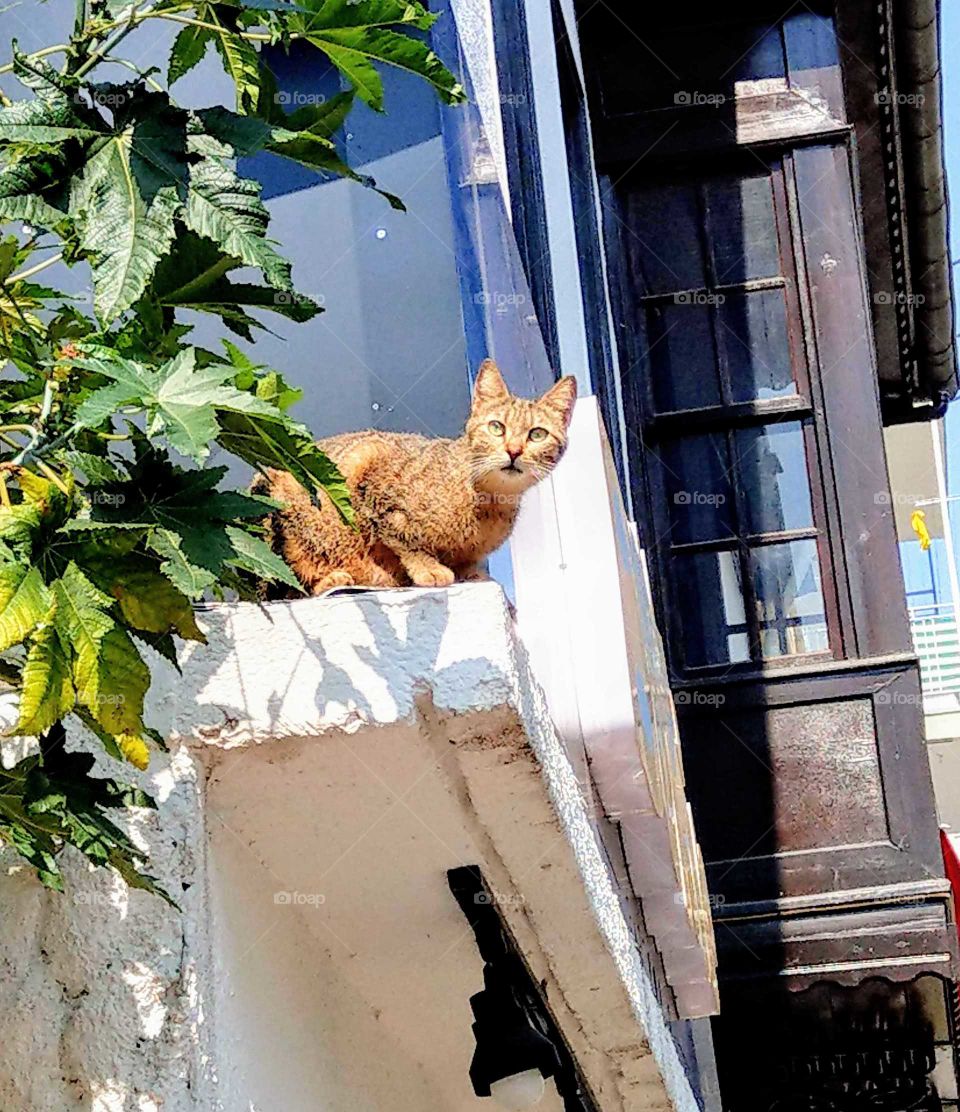 Fun animals and pets: a cat was gazing at distant place, what did it see? it's eyes very special and different.