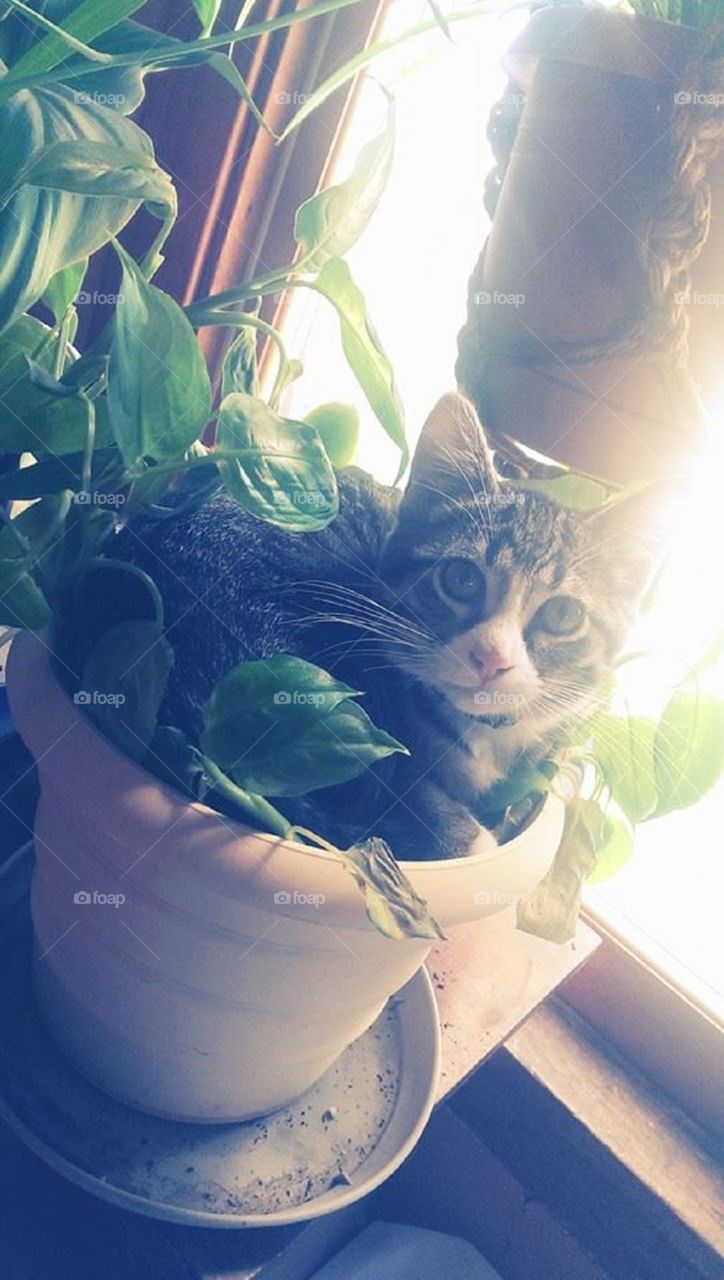 Naughty kitten in the plant