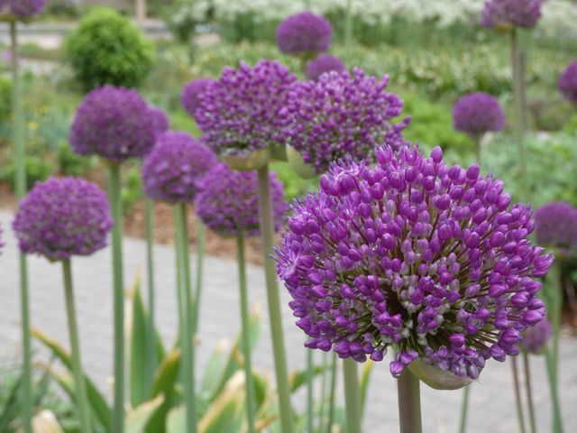 Purple Blooms, Royal Botanical Garden, Ontario, Rows