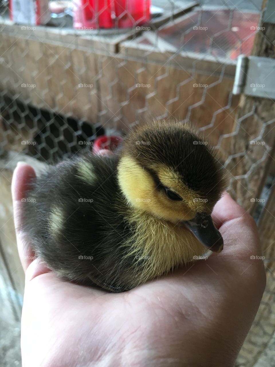 Baby duck