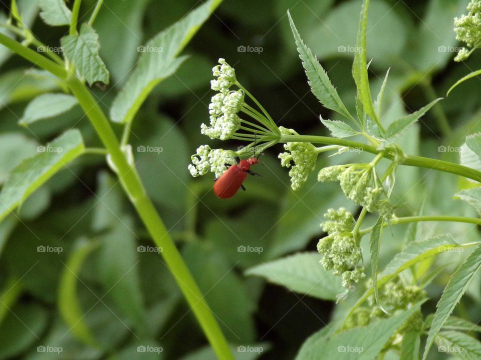 Insekt auf Nahrungssuche
