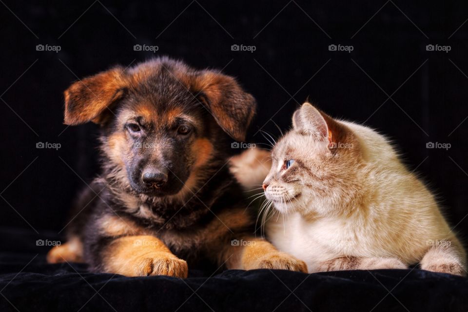 German shepherd puppy with neva masquerade cat on black background 