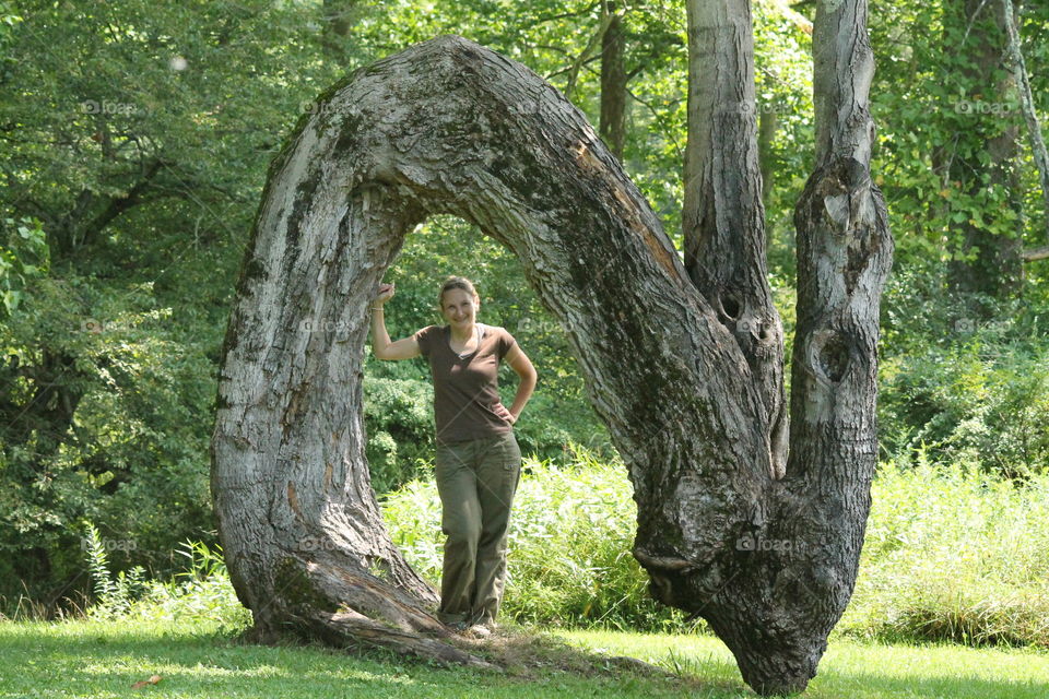 Tree, Nature, Wood, Outdoors, Park