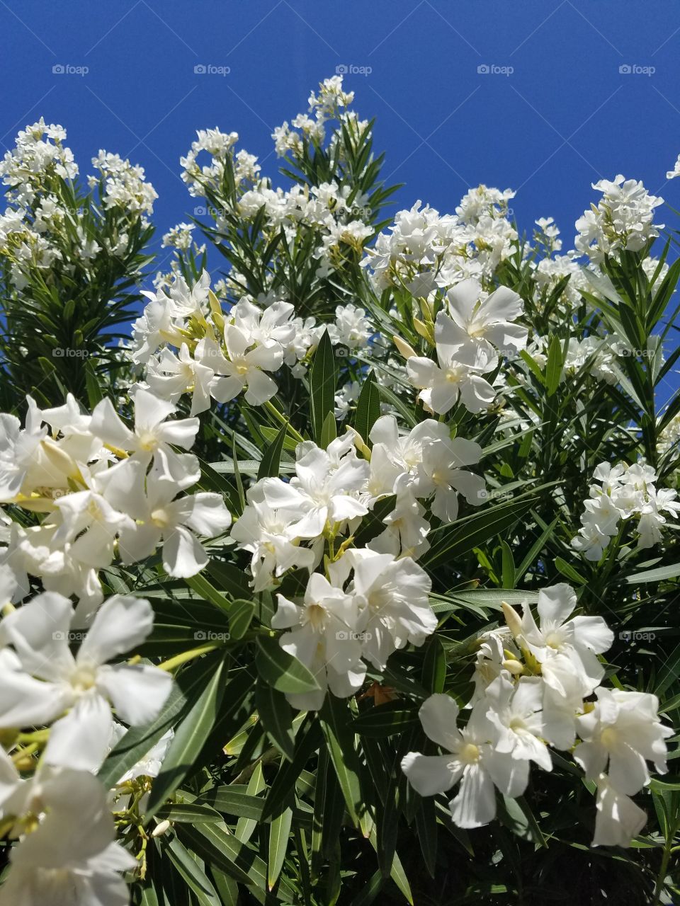 white lovely flowers