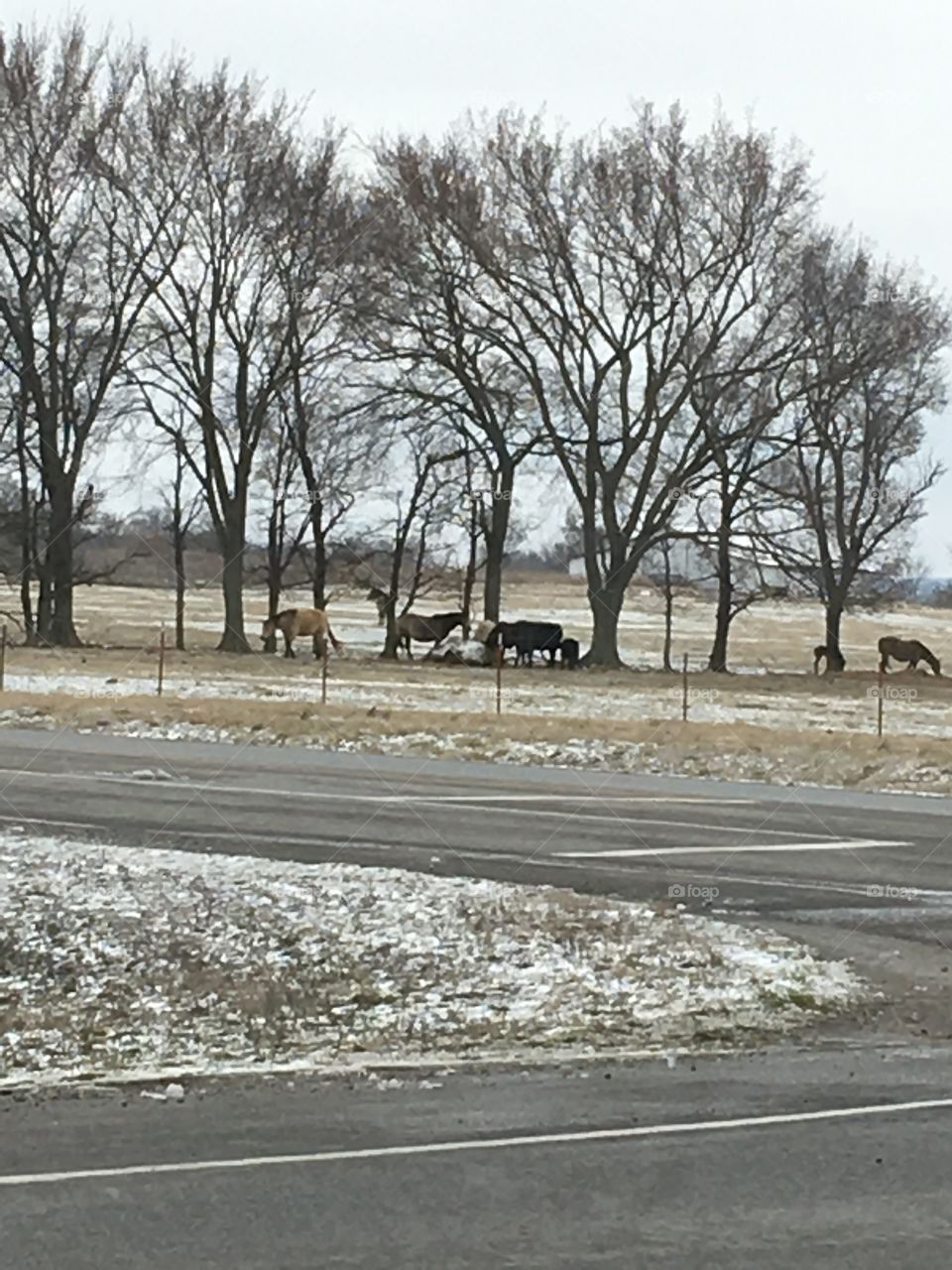 Horses in a pasture with snow all around. A couple of babies out there too.  Keep them babies warm.
