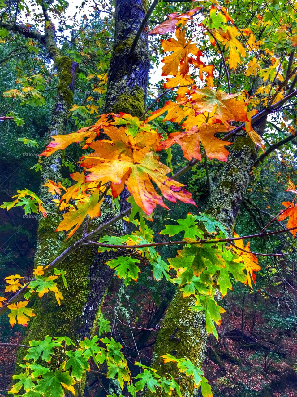 Autumn leaves and moss covered trees