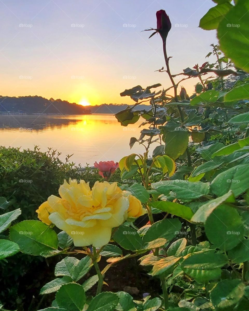 Flowers and sunrise 🌞