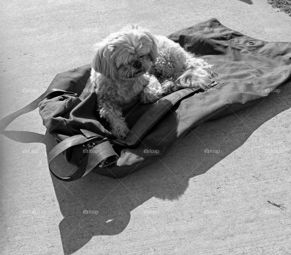 Dog Resting On A Duffel Bag