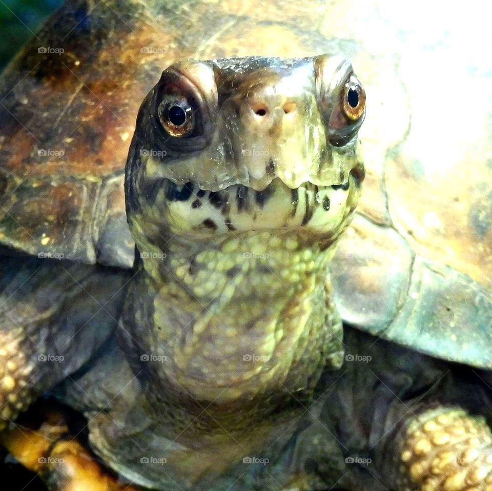 turtle