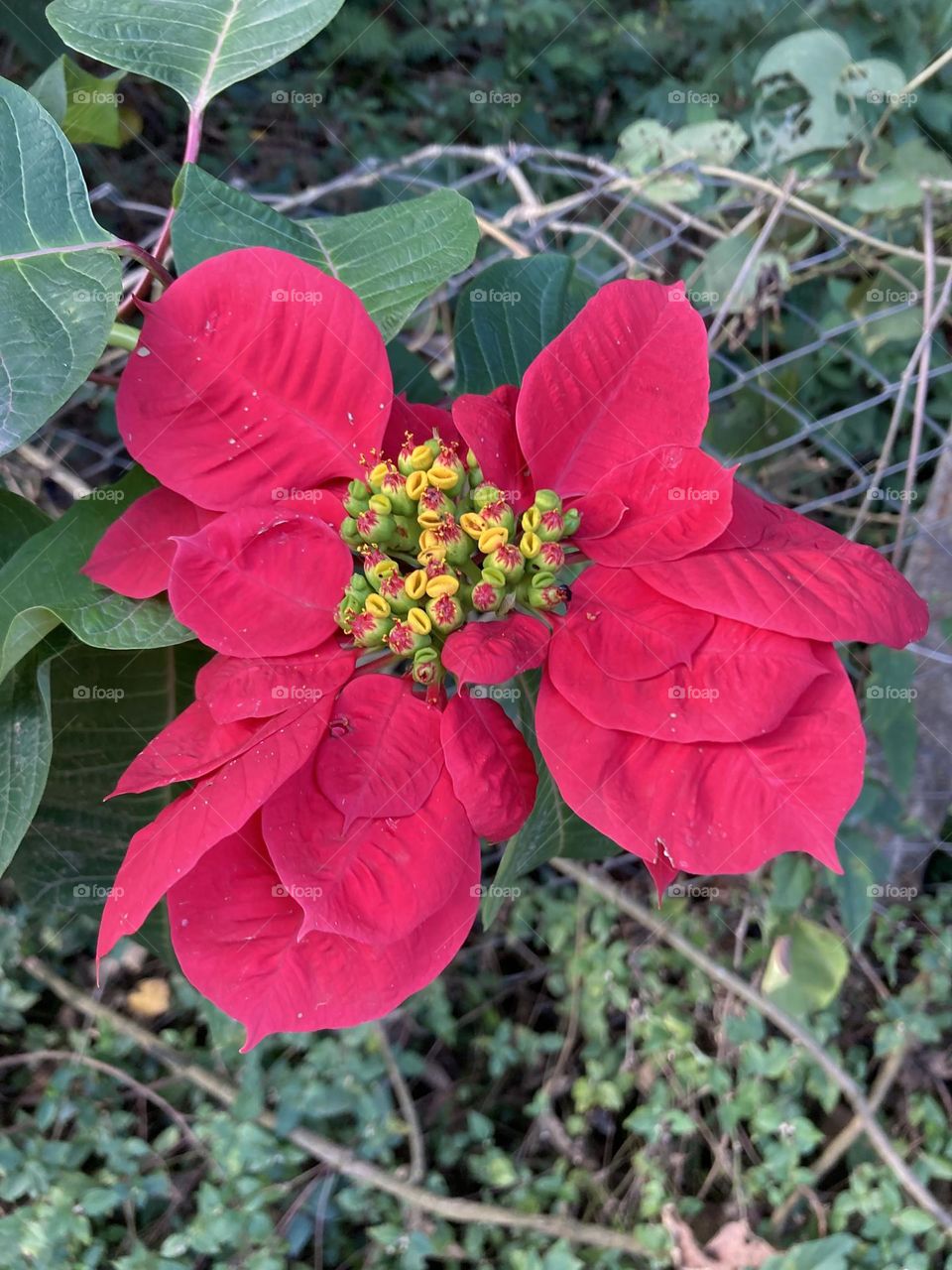 🌹 🇺🇸 Very beautiful flowers to brighten our day.  Live nature and its beauty. Did you like the delicate petals? / 🇧🇷 Flores muito bonitas para alegrar nosso dia. Viva a natureza e sua beleza. Gostaram das pétalas delicadas? 