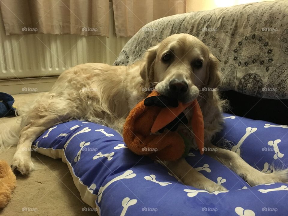 Dog, Sofa, Bed, Mammal, Family