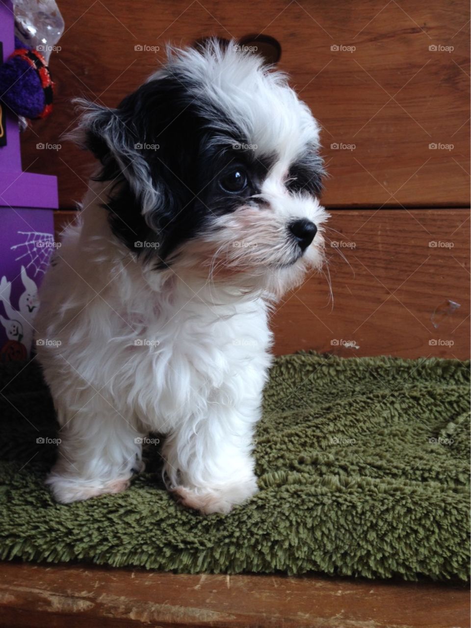 Puppy on Halloween 