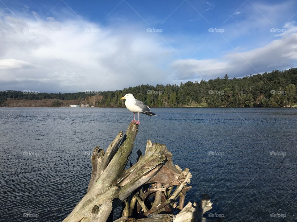 Seagull resting on a brunch