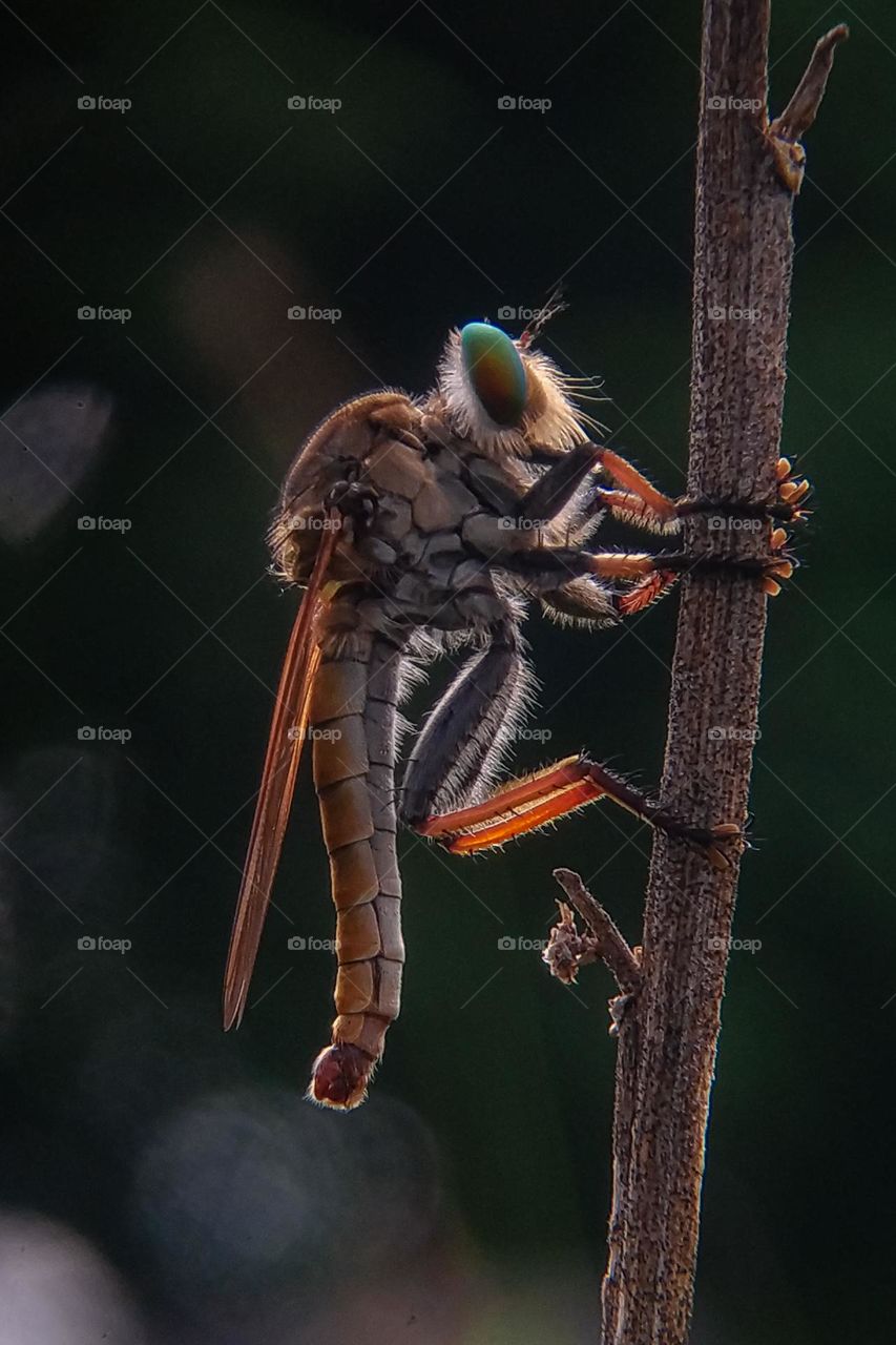 Rainbow of Robberfly