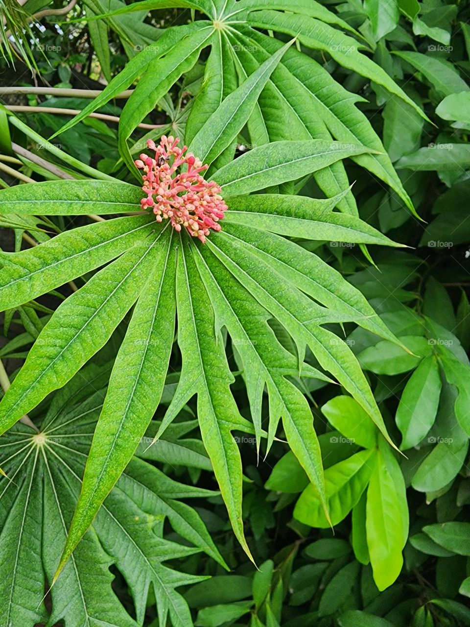 red and green affair