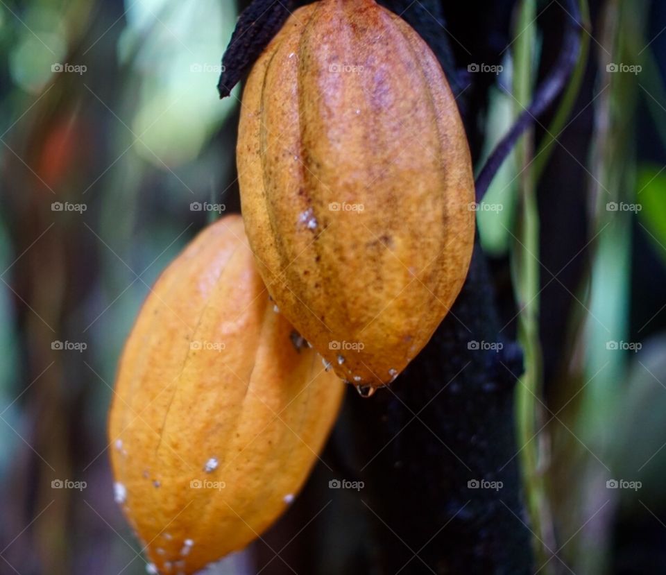 Cacao Plant  
