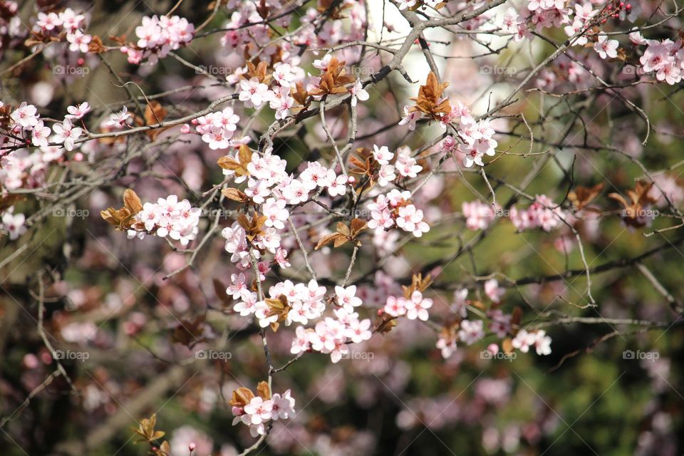 Pink spring flowers