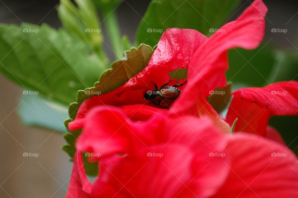 Japanese beetle in flower