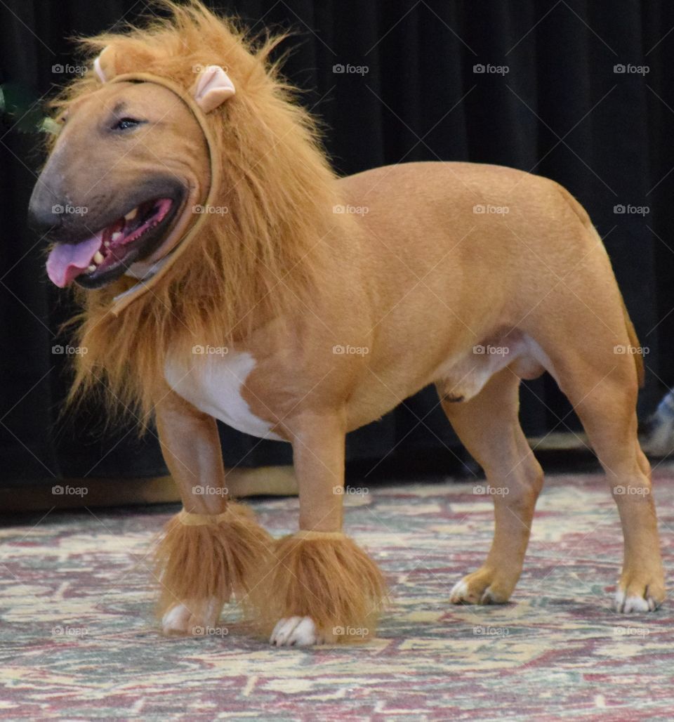Is it a dog,  is it a lion.  It's Ronin the Miniature Bull Terrier